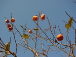 071215jirougaki.jpg