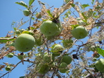 0800821kaki.jpg