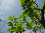 081005kakiha.jpg