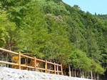 090428sajiki.jpg