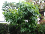 090506kashiwa.jpg