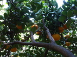 100418mikan.jpg