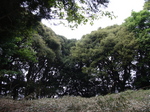 100509chabatake.jpg
