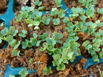 100606sutamina.jpg