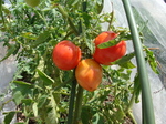 100713tomato.jpg