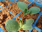 20100613kabocha.jpg