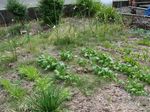 20110604チョウチョ.jpg