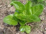 20110604野菜たんじゅん.jpg