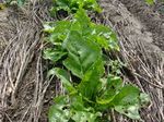 20110604野菜ばあば.jpg