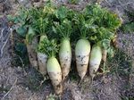 201110308daikon.jpg