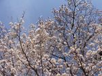 20120410朝桜.jpg