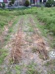 20130429種まき.jpg