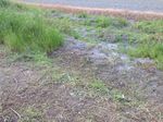 20130507草の生え方.jpg